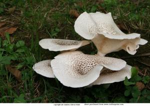 Mushrooms