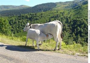 Cow with Baby
