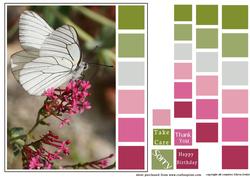 Color Swatch Butterfly