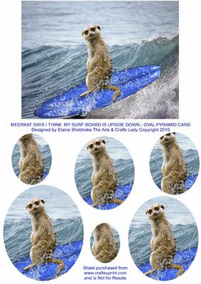 Meerkat - Ouch! - I Think My Surf Board is Upside Down !