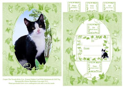 Casper the Black & White Tuxedo Kitty Cat with Lots of Tags