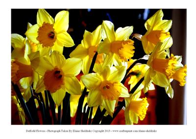 A4 Photograph of Yellow Daffodil Flowers