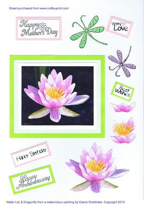 Water Lily & Dragonflies