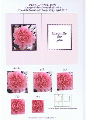 Pink Carnation Especially for You Friend, Female, Relative