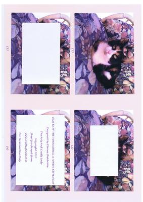 Our Katy the Tortoishell & White Kitten Cat