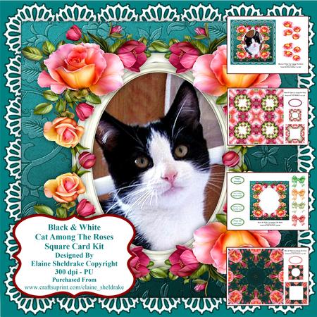 Black & White Kitten Cat Among the Roses - Card Kit