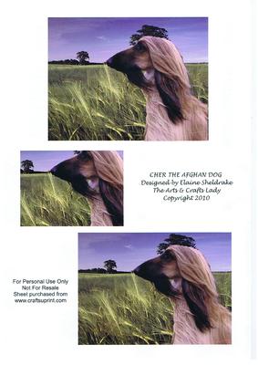 Cher the Afghan Dog Pyramid Card Birthdays Etc.