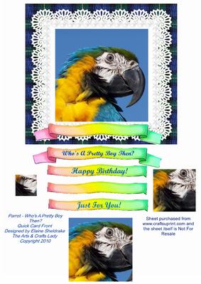 Parrot Who's a Pretty Boy Then? Quick Pyramid Card