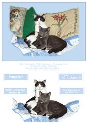 Kitty Cats Surprise - with Sentiments - Decoupage Card