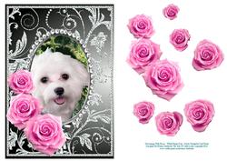 Pink Roses - White Puppy Dog - Silver Gunmetal Card Front