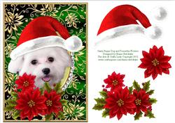 Santa White Puppy Dog Bichon Frise and Poinsettia Flowers 4