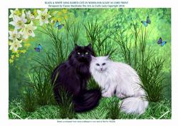 Black & White Long Haired Cats in Woodland Glade A4 Card