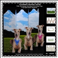 Greyhounds - Over The Edge Concertina Card Kit With Decoupage, Matching Envelope & Greetings Tags
