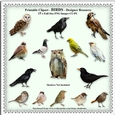 Printable Clipart - BIRDS - Designer Resource - 15 x Images With Transparent Backgrounds - CU/PU
