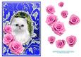 Pink Roses - White Kitty Cat - Silver Blue Card Front