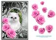 Pink Roses - White Kitty Cat - Silver Gunmetal Card Front