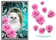 Pink Roses - White Kitty Cat - Silver Jade Card Front