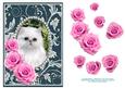 Pink Roses - White Kitty Cat - Silver Teal Card Front
