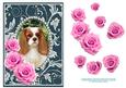 Pink Roses - King Charles Spaniel- Silver Teal Card Front