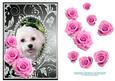 Pink Roses - White Puppy Dog - Silver Gunmetal Card Front
