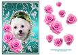 Pink Roses - White Puppy Dog - Silver Jade Card Front