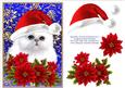 Santa White Kitty Cat and Poinsettia Flowers 2