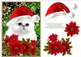 Santa White Kitty Cat and Poinsettia Flowers 4