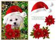 Santa White Puppy Dog Bichon Frise and Poinsettia Flowers 4