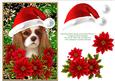 Santa King Charles Spaniel Puppy Dog - Poinsettia Flowers 3