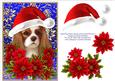 Santa King Charles Spaniel Puppy Dog - Poinsettia Flowers 4