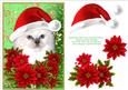 Santa Birman Kitty Cat and Decoupage Poinsettia Flowers 1