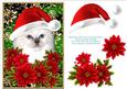 Santa Birman Kitty Cat and Decoupage Poinsettia Flowers 3