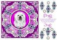 8 x 8 Vintage Lace Shih Tzu Puppy Dog Card Front on Pink