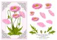 Pink Poppies Card Topper with Decoupage