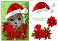 Santa British Blue Cat & Decoupage Poinsettias Card Topper