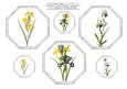 Six Iris Floral Toppers -three x 4" x 4" & Three x 2" x 2"
