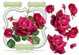 6" x 6" Red Roses with Decoupage Card Topper