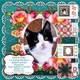 Black & White Kitten Cat Among the Roses - Card Kit