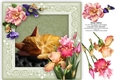 Sleepy Ginger Kitten 8 x 8 Floral Decoupage Card Topper