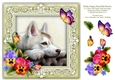 Husky Dog Pansies Butterfly 8 x 8 Card Topper With Decoupage
