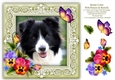 Border Collie Puppy Dog 8 x 8 Card Topper With Pansy Decoupage