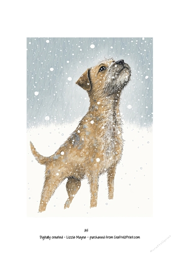 Border Terrier dog looking up at the snow