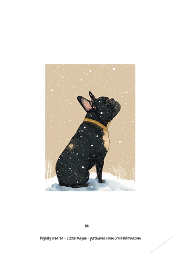 Frenchie, French bulldog looking up at the snow