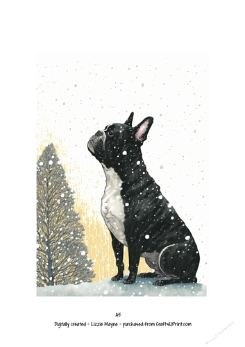 French bulldog, Frenchie dog looking up at the snow
