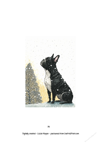 French bulldog, Frenchie dog looking up at the snow