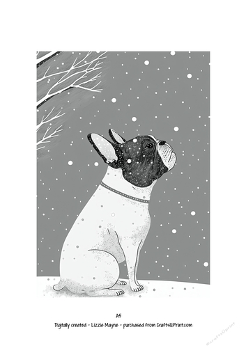 French bulldog, Frenchie dog looking up at the snow
