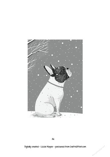 French bulldog, Frenchie dog looking up at the snow