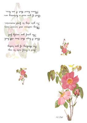 Dog Rose Watercolour Print & Fold Card - Sympathy