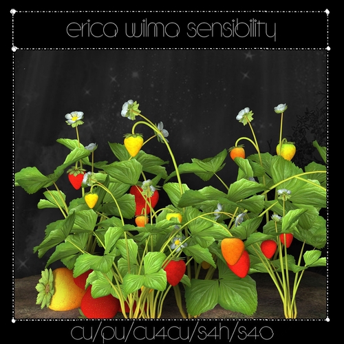 EW Strawberries Plants