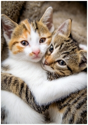 EW A4 Kitten 01